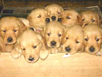 This picture shows nine Golden Retriver puppies looking over the edge of the wheelping box. 