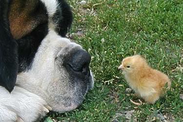 A big dog watching a newly hatched chiken.