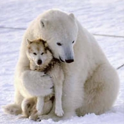 This picture shows a polar bear hugging a wolf.
