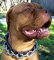 Our TOP DOG K-9 leather gear features the finest leather products. We offer collars and harnesses in plain, rinestone, studded, spiked and pyramid design. Leather and steel chains, leashes, muzzles, and leads. Most products come in many new colors. 