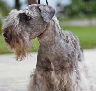 This picture shows a Cesky Terrier.
The Cesky Terrier is a well-muscled, short legged and well-pigmented hunting terrier that was developed to be worked in packs. The breed originated in the Czech Republic and is considered one of the countrys national breeds. 

