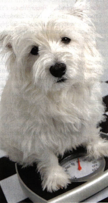 A white small dog with front paws on a bathroom weight scale.
