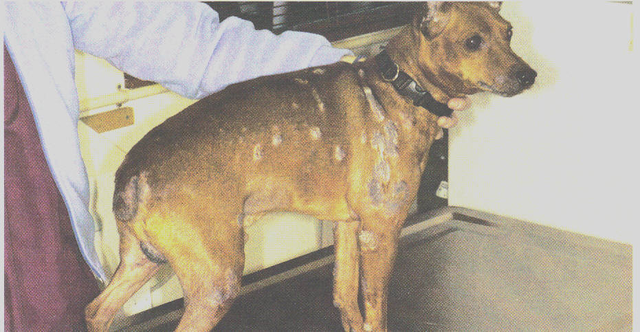 Dog Dermatitis Treatment.
A new veterinary medication offers a long-term treatment option for dogs with atopic dermatitis.