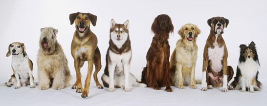 A beutiful bunch of dogs.