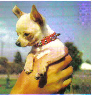 A hand is holing up a Chihuahua Dog
wearing a red spiked collar.